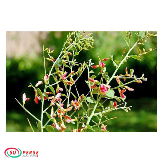 خرید اینترنتی عرق خارشتر طراوت از اروپا و فرانسه