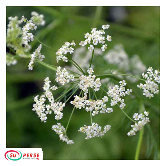 عرق زنیان طراوت - 1لیتر