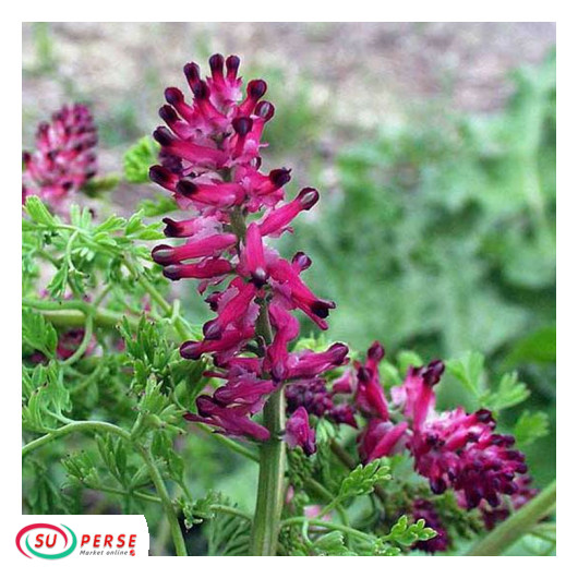 عرق شاطره طراوت - یک لیتر